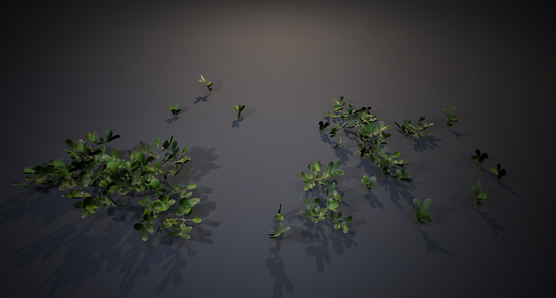 Fern diorama — image 7